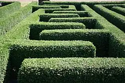 Haies végétales d'un labyrinthe vues légèrement du dessus