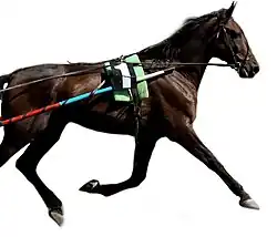 Photographie d'un cheval marron foncé en course