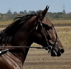 Photographie de la tête d'un cheval marron foncé en course