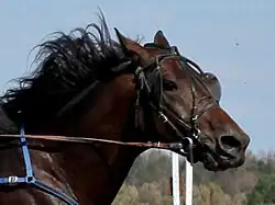 Photographie de la tête d'un cheval marron foncé en course