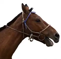 Cheval mongol bai près d'Oulan-Bator