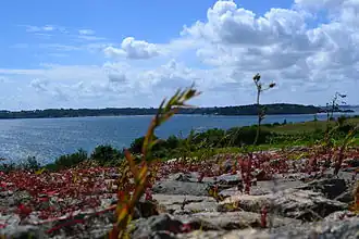 premier plan de pierres et de végétation, séparé par la mer de côtes en arrière-plan