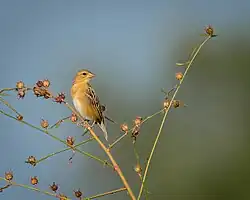 Tisserin baya, mâle, livrée non nuptiale