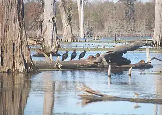 Dans un bayou de Louisiane avec des  Urubus noir, aux États-Unis.