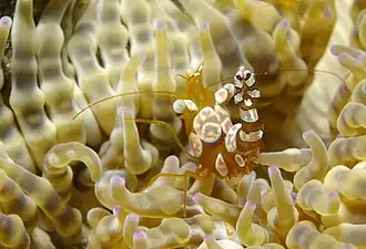 Description de l'image Beaded Sea Anenome with Thor shrimp.jpg.