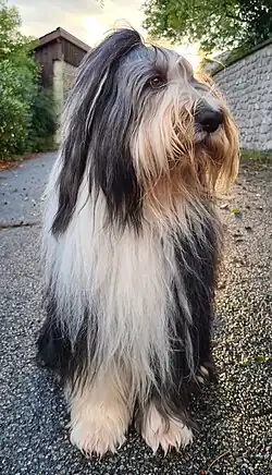 Bearded collie.
