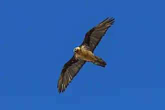 Individu adulte de Gypaetus barbatus barbatus, photographié en Italie.