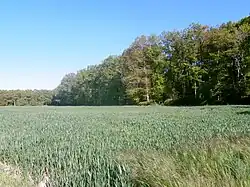 Photographie en couleurs d'un champ de céréales limité en arrière-plan par un bois.