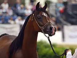 Tête d'un cheval bai présenté en 2010.