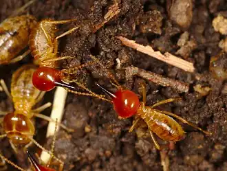 Description de l'image Beautiful snouted harvester termites, probably Trinervitermites sp, at Marakele National Park, Limpopo, South Africa.jpg.