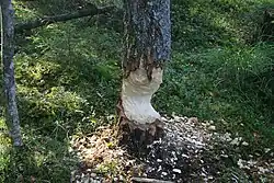Tronc d'arbre partiellement rongé par un castor.