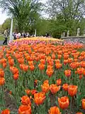 Tulipes au lac Dow pendant le Festival des tulipes d'Ottawa 2005
