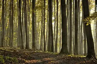 Image illustrative de l’article Forêt domaniale de Lyons