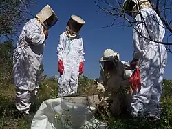 Apiculteurs au Parc National de Souss-Massa (Maroc)