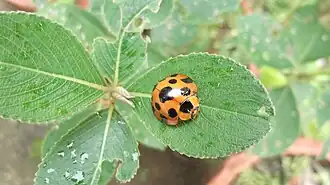 Description de cette image, également commentée ci-après