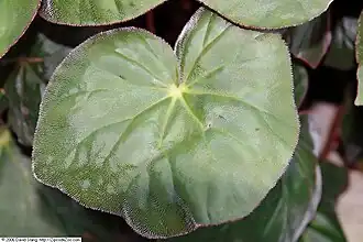 Surface velue d'une feuille