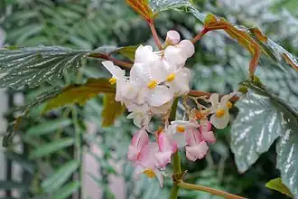 Fleurs mâles (haut) et femelles (en bas, roses)