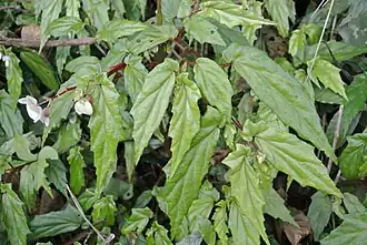 Description de cette image, également commentée ci-après