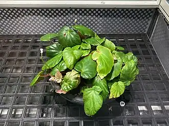 Description de l'image Begonia bouffordii.jpg.