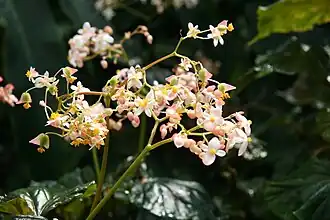 Description de l'image Begonia brachypoda IMG 1338.jpg.