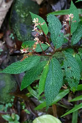 Description de l'image Begonia buddleiifolia (Begoniaceae) (30139029385).jpg.