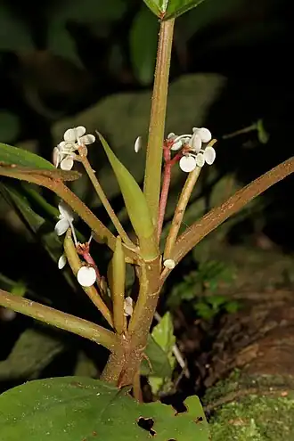 Description de l'image Begonia cavallyensis (Begoniaceae) (24335601822).jpg.