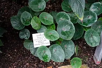 Begonia conchifolia