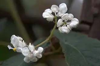 Inflorescence en boutons