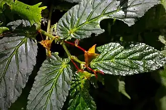 Description de l'image Begonia longirostris (Begoniaceae) (29551985830).jpg.