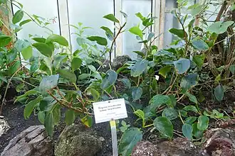 Description de l'image Begonia loranthoides subsp. loranthoides-Jardin botanique de Berlin (8).jpg.