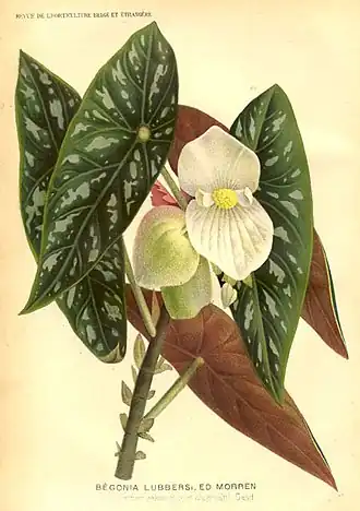 Description de l'image Begonia lubbersii.jpg.