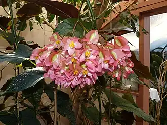 Trousse de fleurs femelles