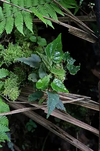 Description de l'image Begonia maurandiae (Begoniaceae) (30120279525).jpg.
