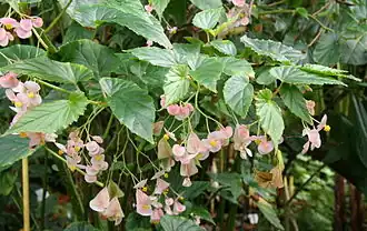 Begonia naumoniensis