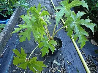 Description de l'image Begonia panchtharensis - Flickr - peganum (1).jpg.