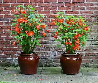 Description de l'image Begonia pendula.JPG.