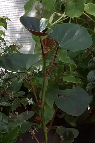 Description de cette image, également commentée ci-après