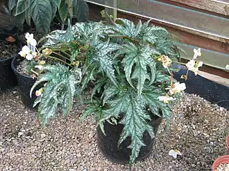 Description de l'image Begonia probably U614, originally sold as sikkimensis (20796660709).jpg.