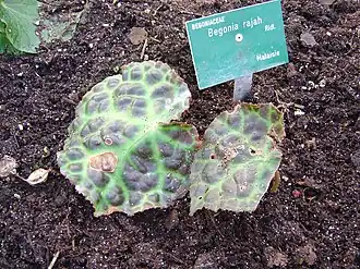 Description de l'image Begonia_rajah.JPG.