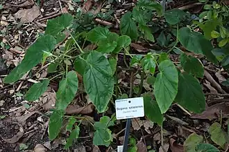 Description de cette image, également commentée ci-après