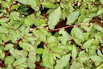 Description de l'image Begonia semiovata (Begoniaceae) (31403207068).jpg.