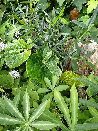 Description de l'image Begonia silletensis mengyanensis - Flickr - peganum.jpg.
