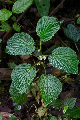 Description de l'image Begonia tiliifolia (Begoniaceae) (29884469285).jpg.