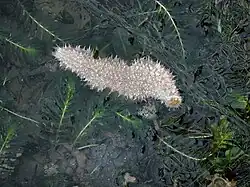 Holothuria martensii