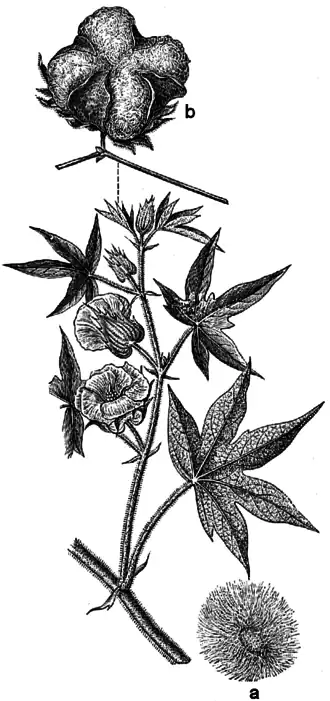 Description de l'image Beklädnadsväxter, Gossypium herbaceum, Nordisk familjebok.png.