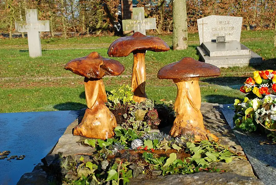 Tombe aux champignons.