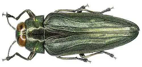Belionota aenea (Deyrolle, 1864).