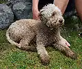 lagotto rouanné.