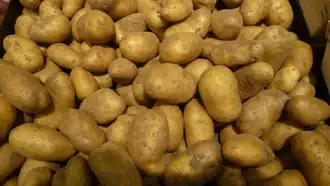 Image illustrative de l’article Belle de Fontenay