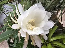 Epiphyllum oxypetalum ou Belle de nuit.